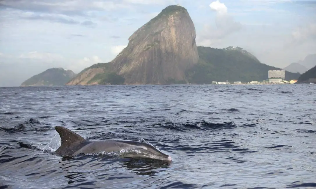 Boto Cinza - Baia de Guanabara