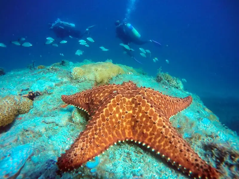 Mergulho - Ilha Grande RJ